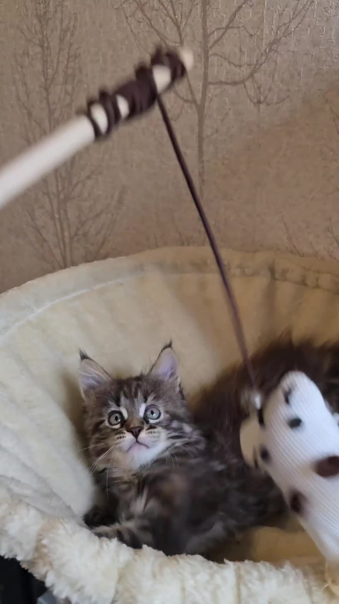Maine Coon cats for sale: Maine Coon Kittens Tortie/Torbie Russian lines - Video 1