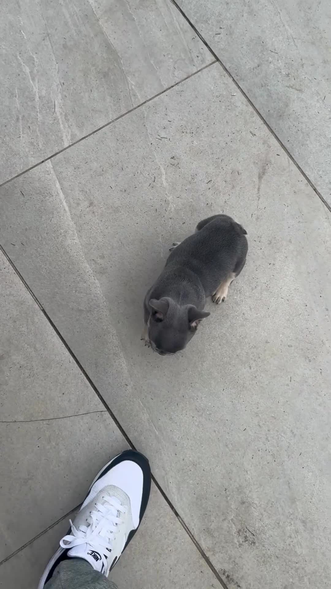 French Bulldog dogs for sale: Lilac and tan male  - Video 1