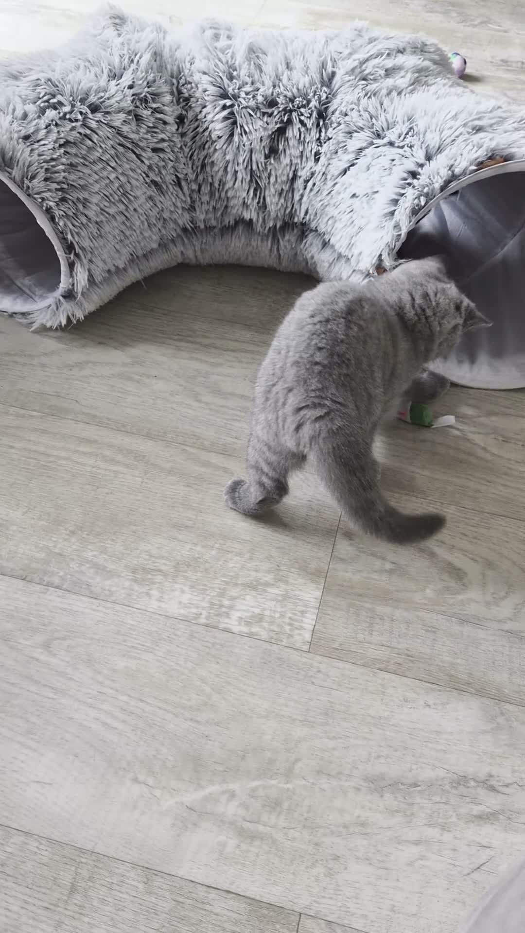 British Shorthair cats for sale: GCCF registered BSH kittens for adoption - Video 2