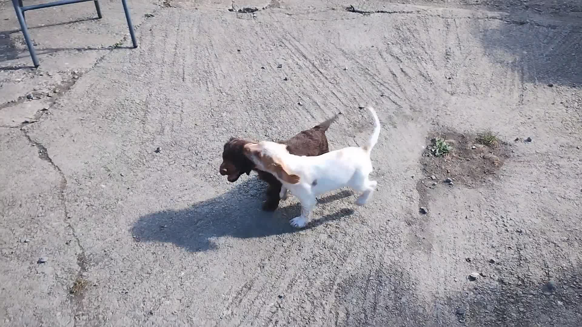 Cocker Spaniel dogs for sale: Cocker Spaniel Puppies  - Video 1