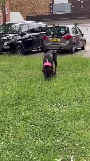 Mixed Breed dogs for sale: Sav is looking for a new family - Video 3