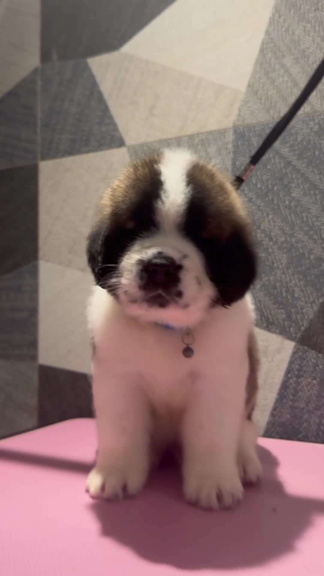 Saint Bernard dogs for sale: Exceptional litter of show quality pups  - Video 2