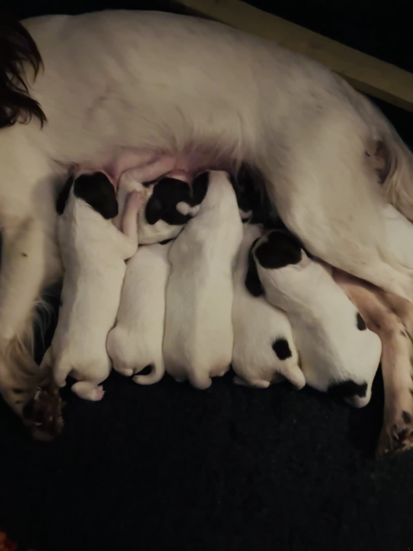 English Springer Spaniel dogs for sale: Quality pup available  - Video 1