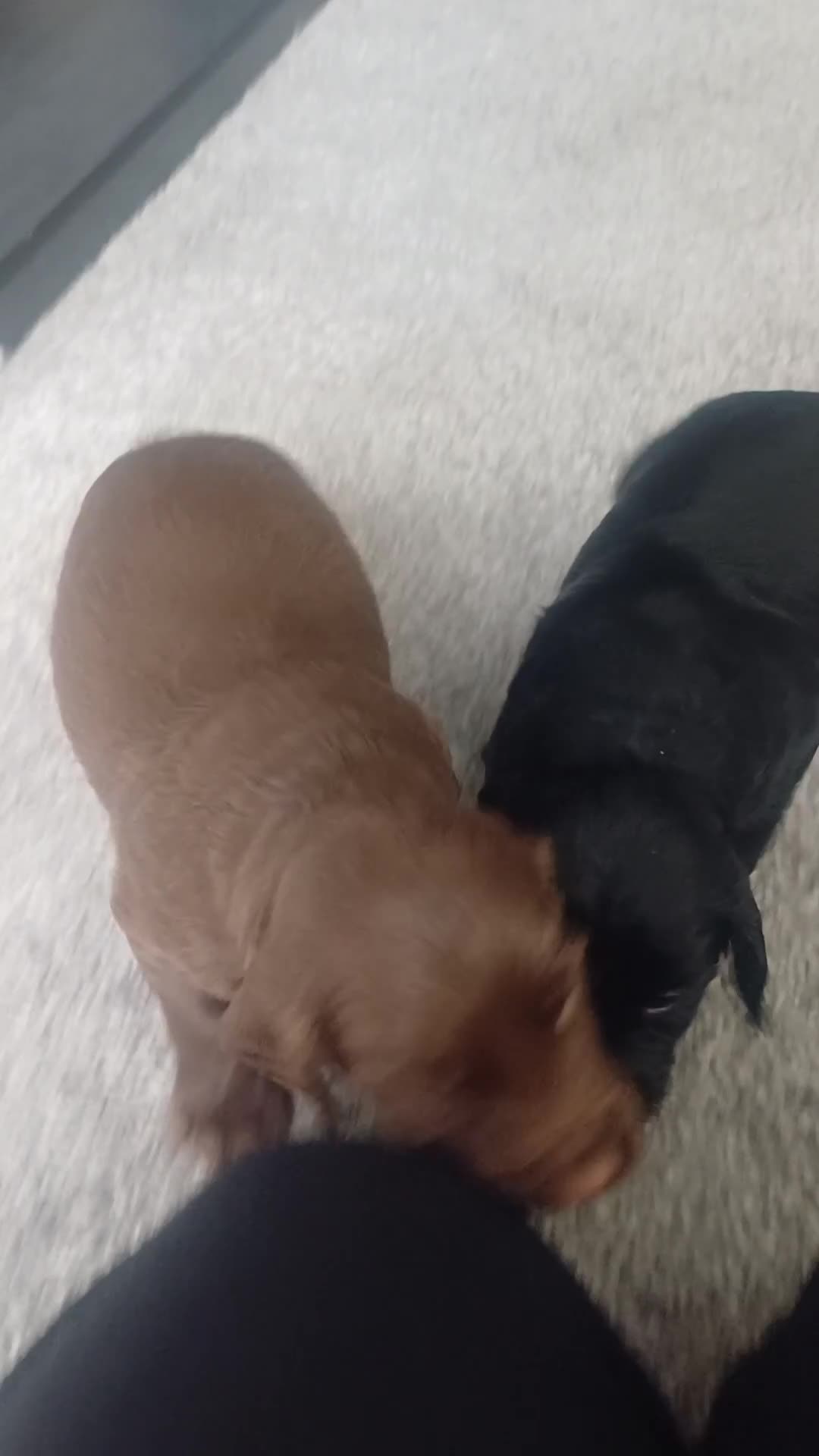 Cocker Spaniel dogs for sale: Working cocker spaniels 4 weeks old - Video 1