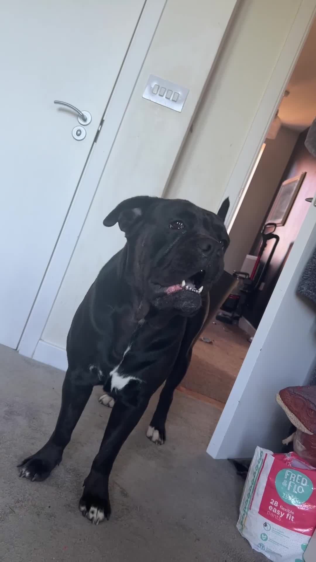 Mixed Breed dogs for sale: Bleu looking for new home - Video 1