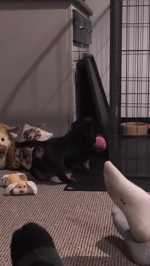 Miniature Dachshund dogs for sale: Male Miniature Dachshund Puppy  - Video 2