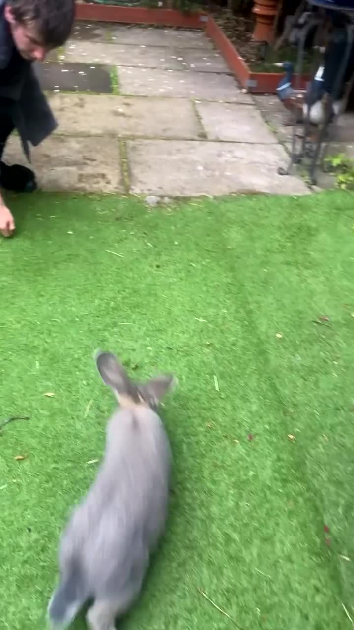 Mixed Breed rabbits for sale: Bluey 🐰 in Washington - Video 1