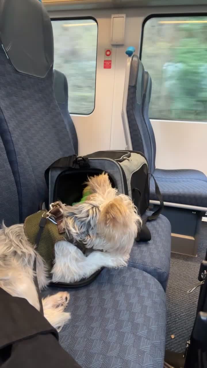 Biewer Terrier dogs for sale: Biewer terrier puppy  - Video 2