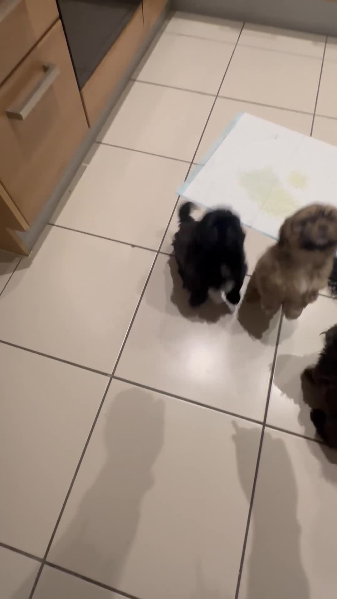 Shih Tzu dogs for sale: Shih Tzu puppies - Video 3