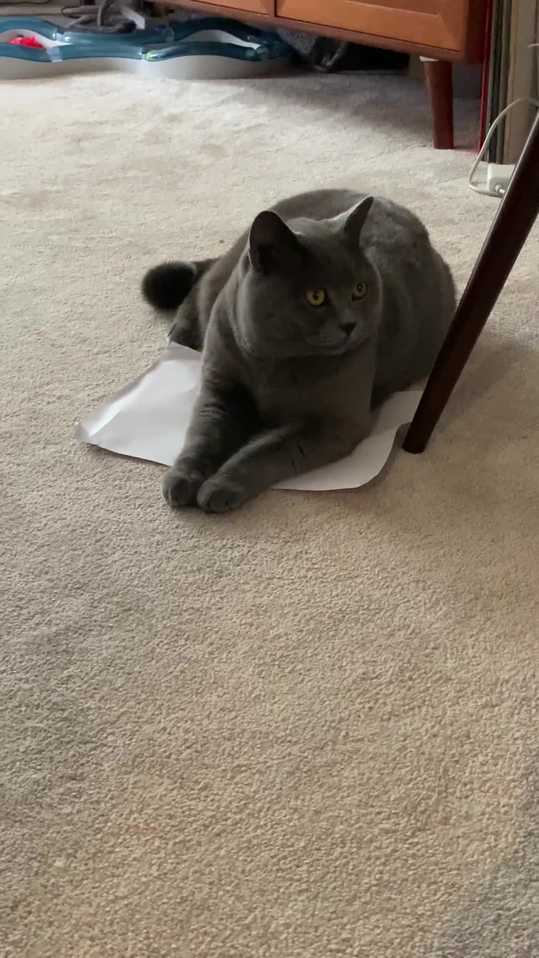 British Shorthair cats for sale: A loving and very affectionate 6 year old BSH boy - Video 3