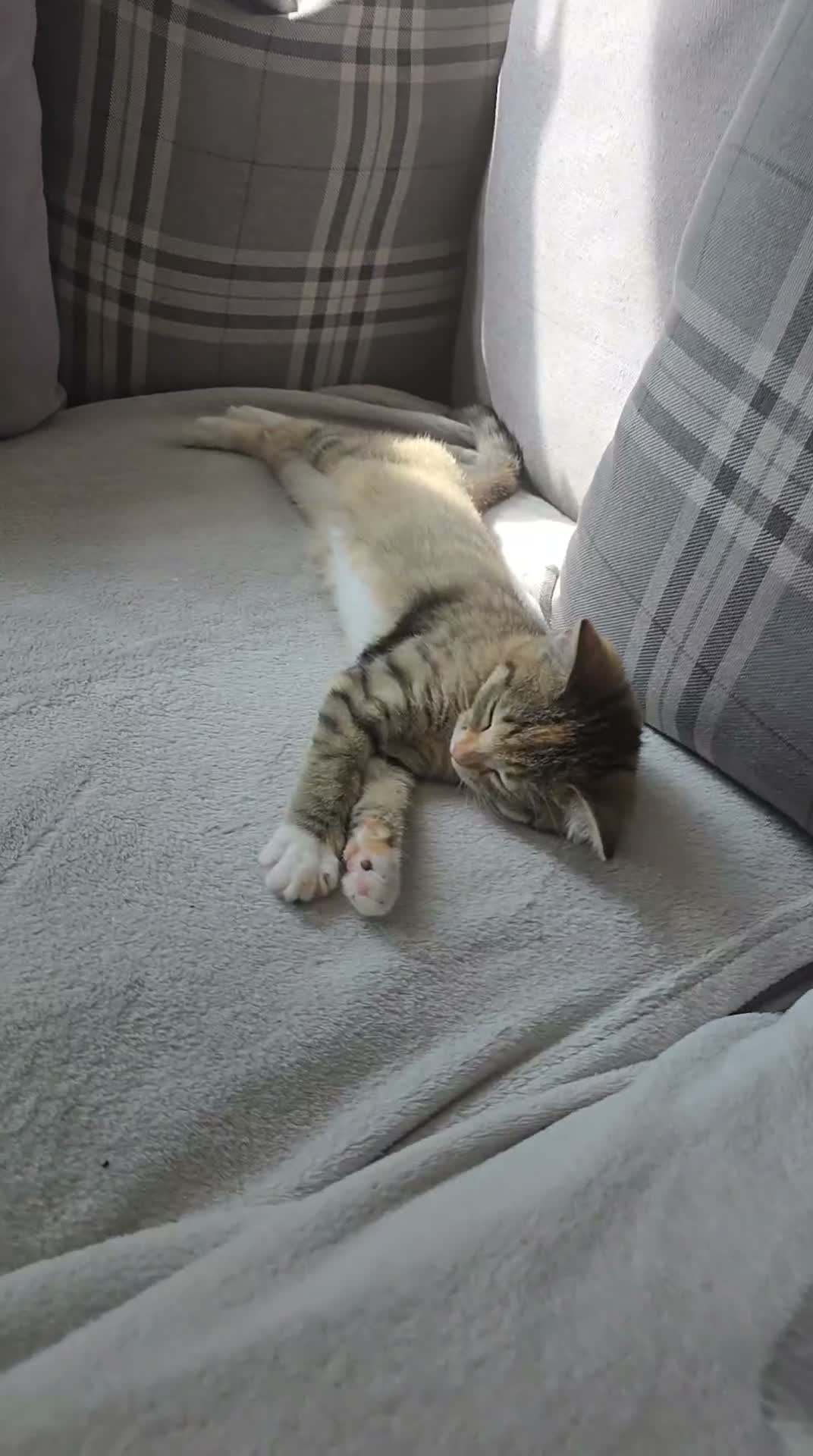 Mixed Breed cats for sale: Beautiful girl looking for her forever home in Newcastle - Video 1