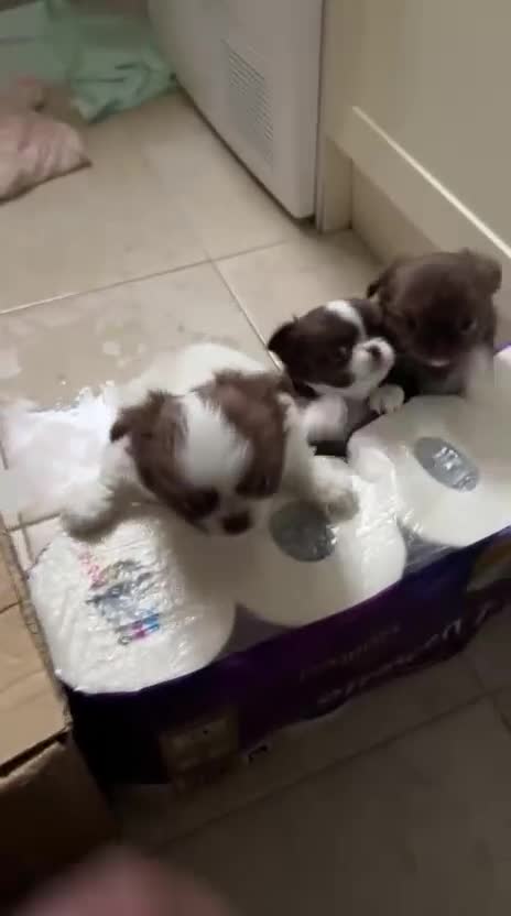 Chihuahua dogs for sale: Russian/Thai Chihuahua  - Video 4