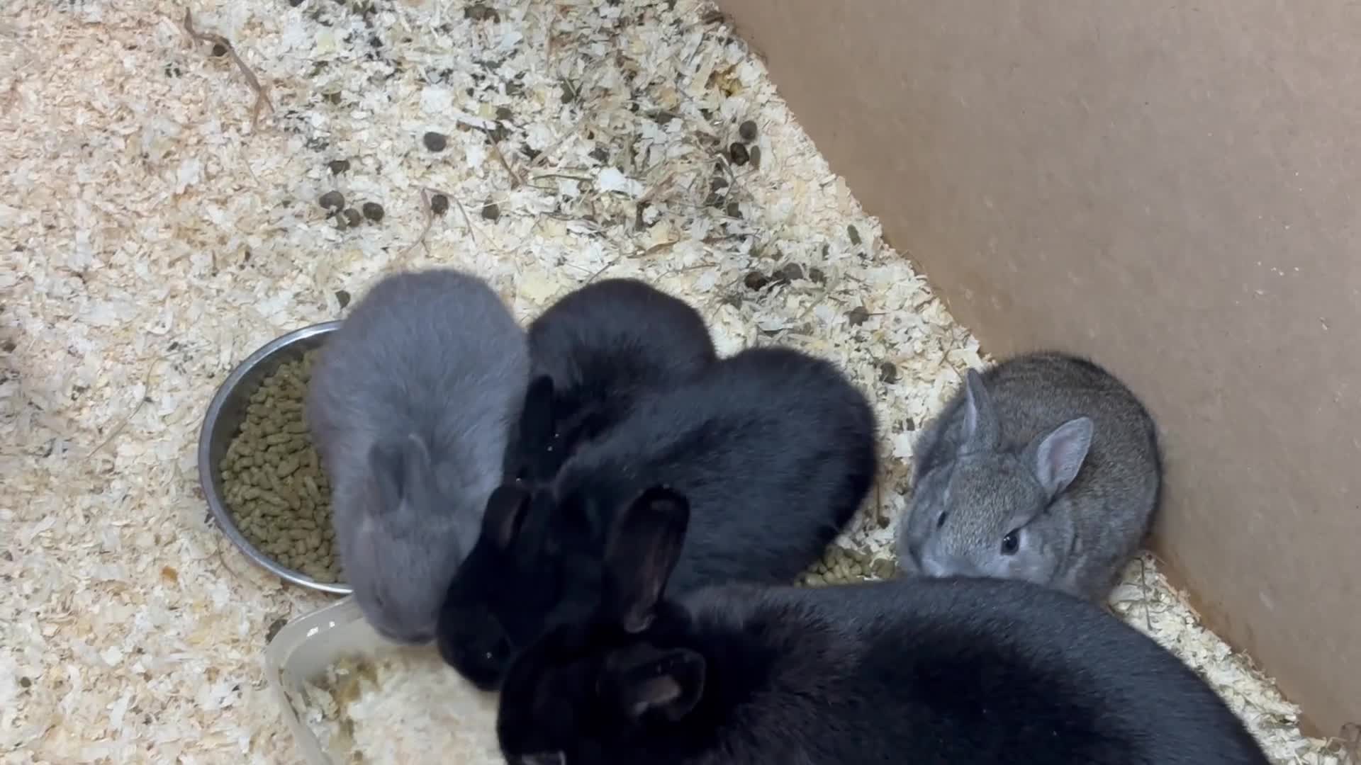 Netherland Dwarf rabbits for sale: Netherlands x lops  - Video 1