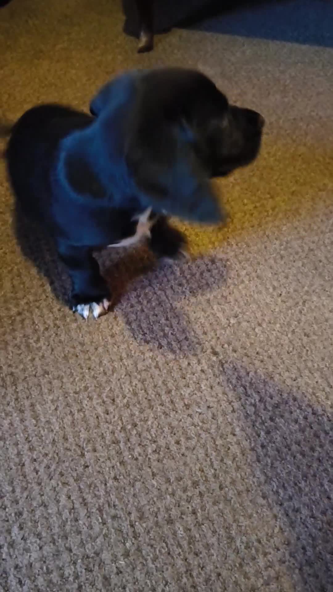 Bocker dogs for sale: Last Bocker male pup left - Video 2