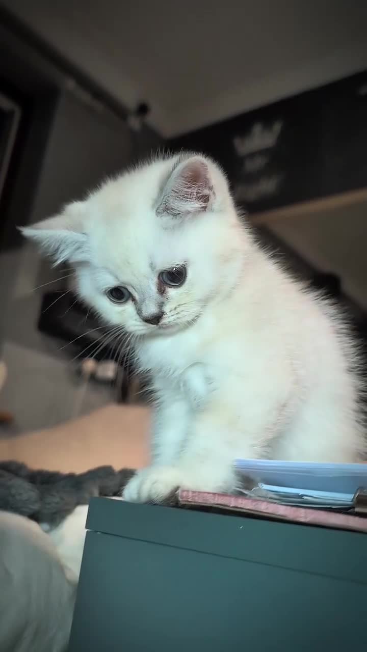British Shorthair cats for sale: 💙❤️COLORPOINT 🐾BSH 🏆GCCF & TICA reg - Video 1