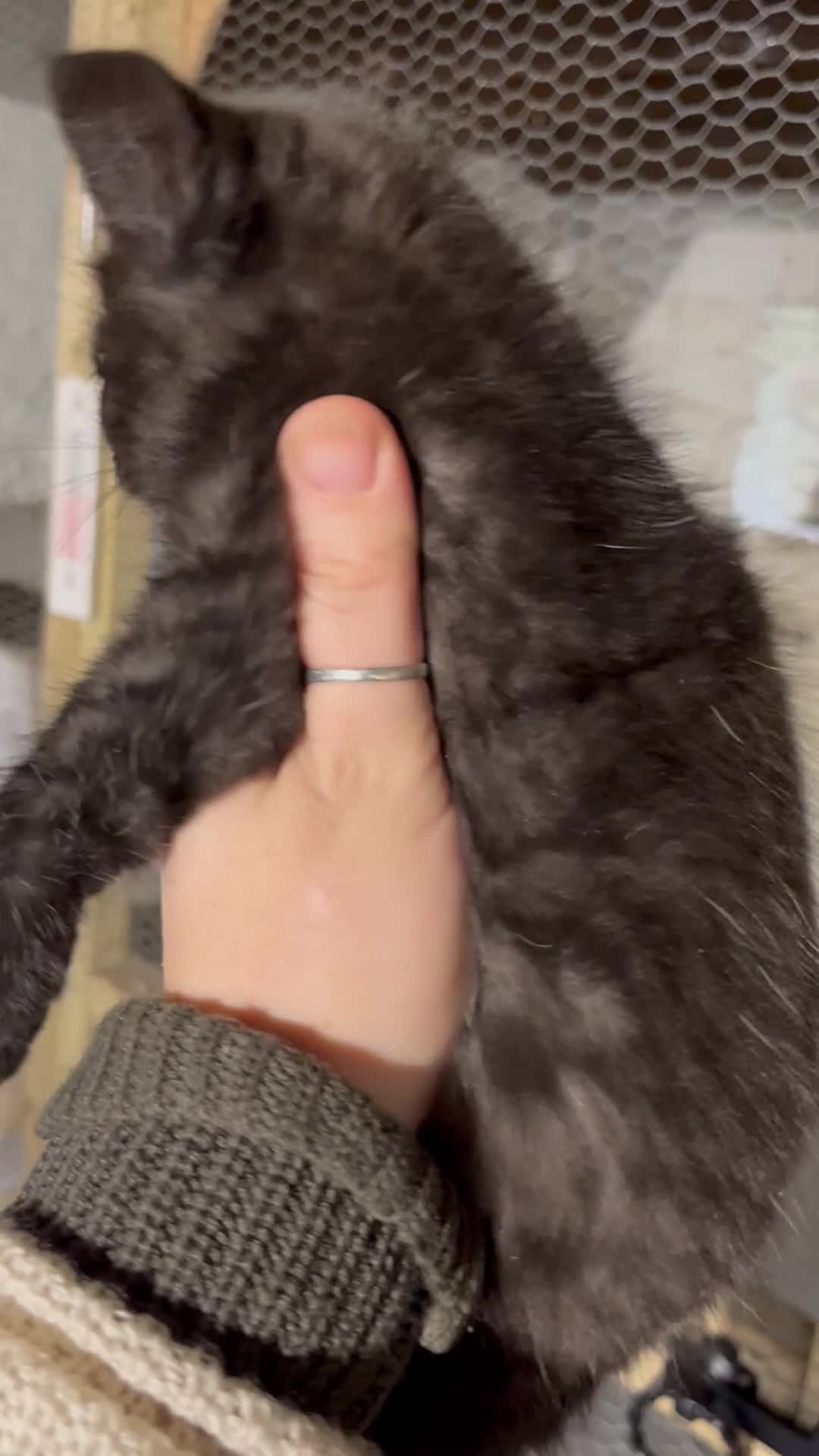 Mixed Breed cats for sale: Gorgeous half Maine coon kittens  - Video 1