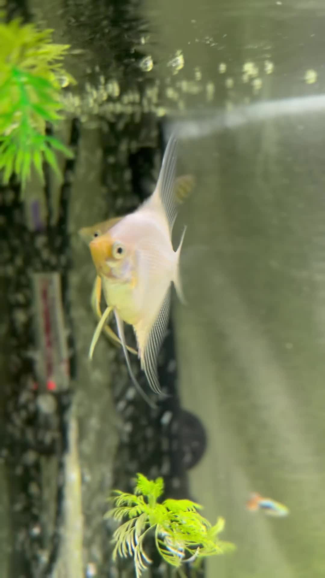 Angelfish fish for sale: 2 good sized angelfish  in Wallsend - Video 1