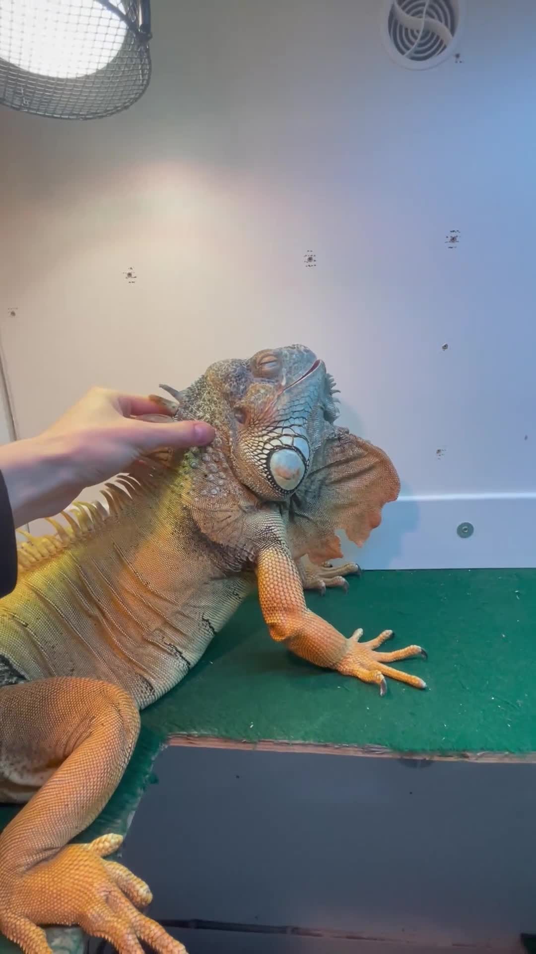 Iguana reptiles for sale: 7yo Red Iguana - Video 1