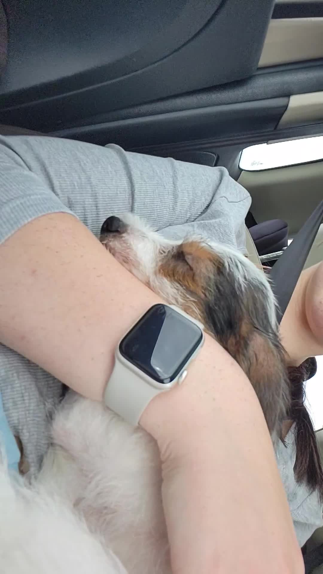 Jack Russell dogs for sale: 15 week wired haired jack Russell teddy  - Video 2