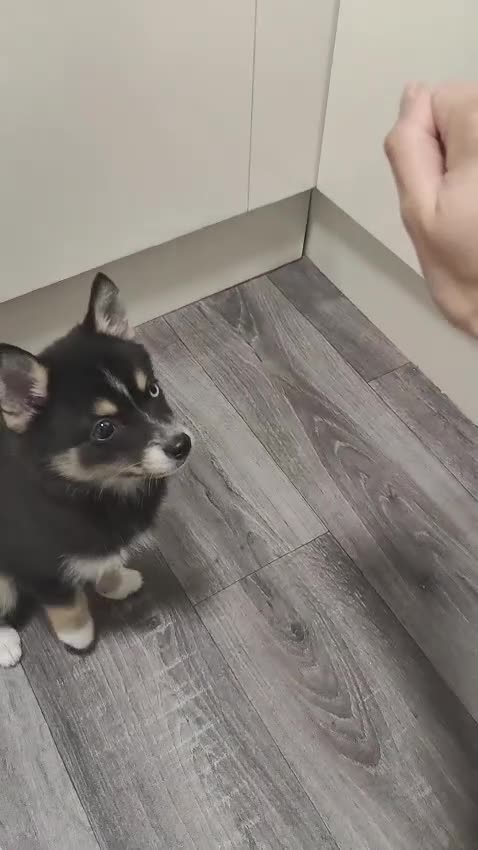 Pomsky dogs for sale: Beautiful Pomsky 1 Girl Available - Video 3