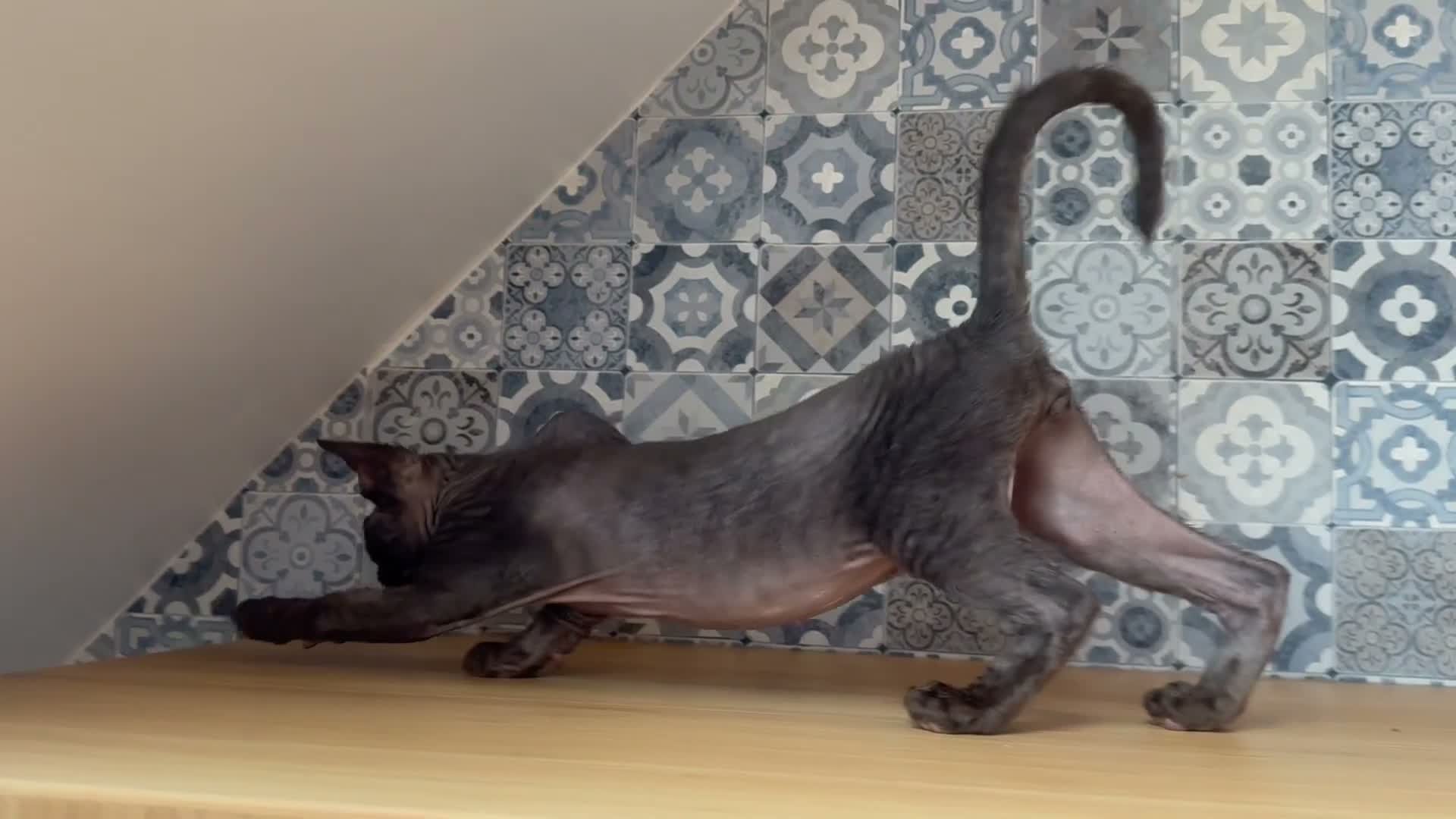 Devon Rex cats for sale: 🤎 Chocolate Devon Rex Boy Umber 🤎 - Video 2