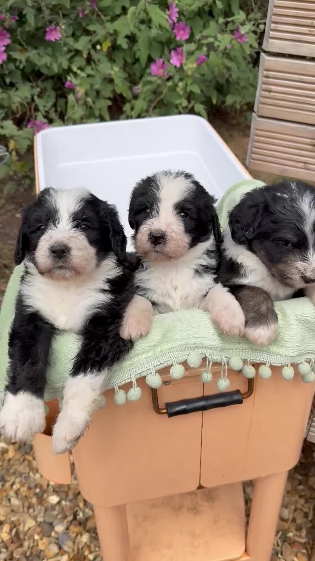 Bernedoodle dogs for sale: Bernadoodle 4 male home bred puppies  - Video 2