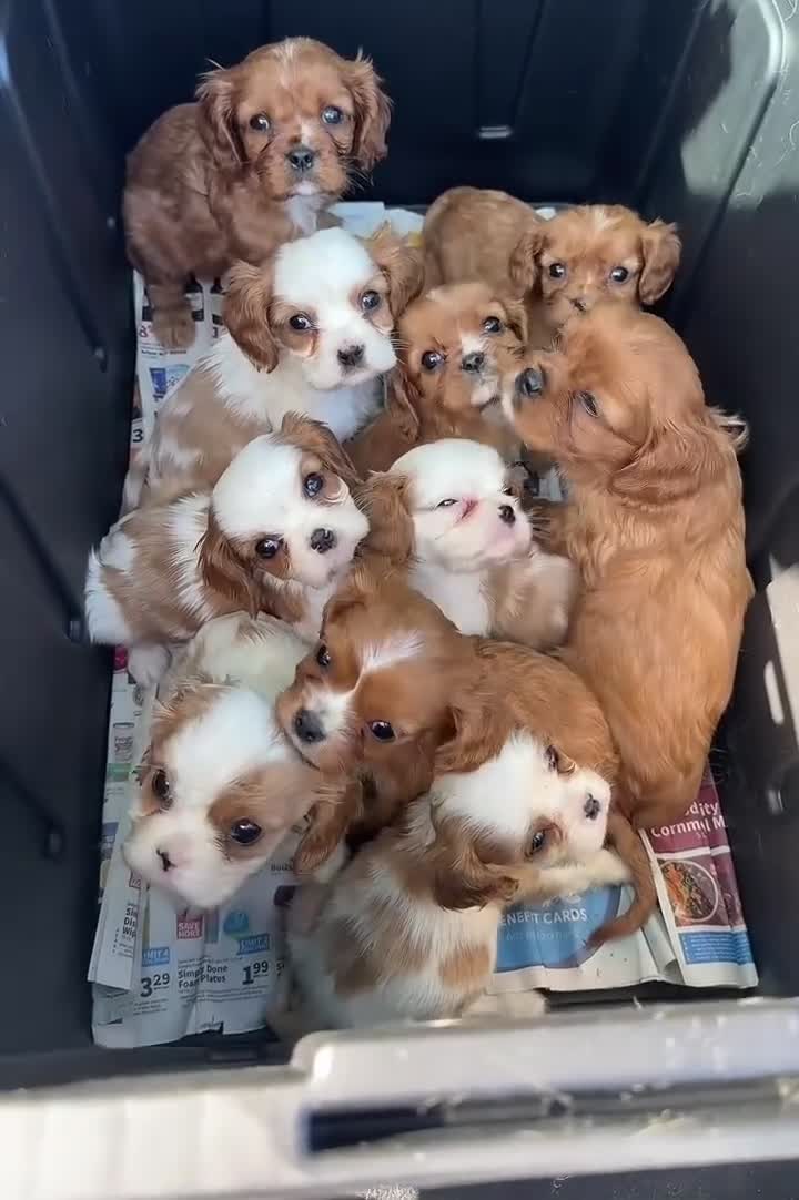 Cavalier King Charles Spaniel dogs for sale: Home trained Cavalier King Charles Spanniel - Video 1