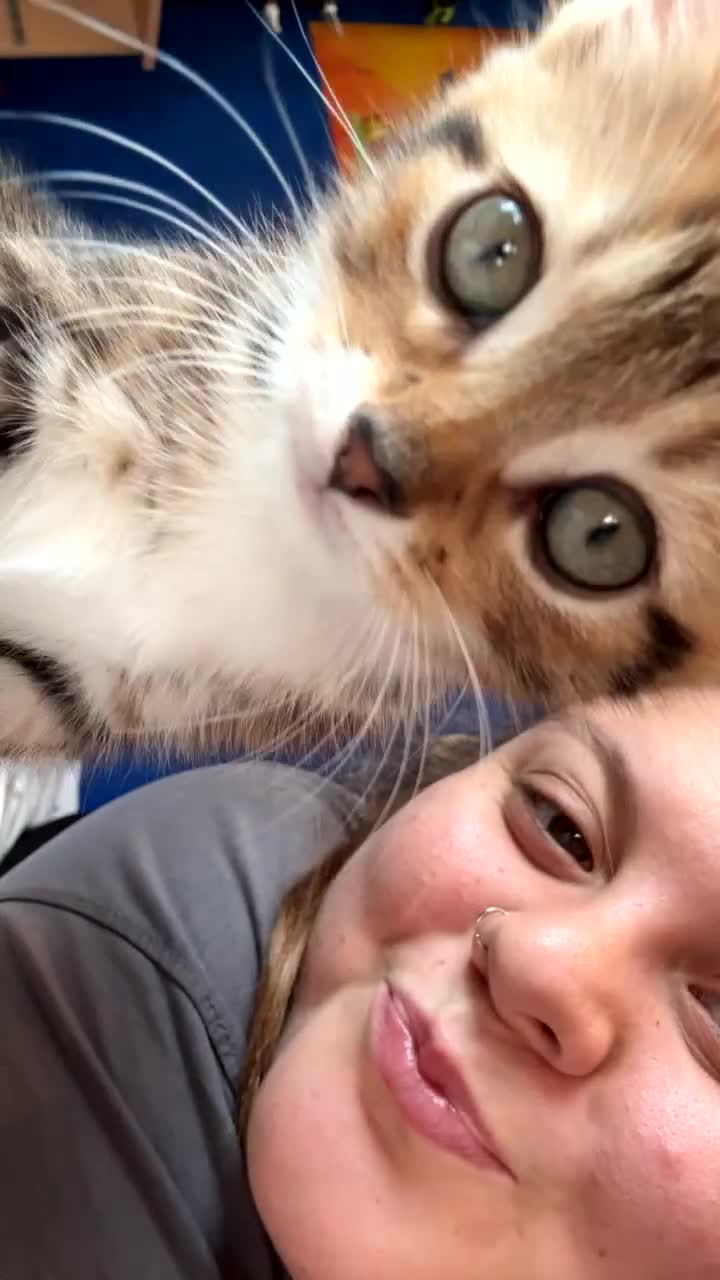 Domestic Shorthair cats for sale: Female domestic shorthair  - Video 2