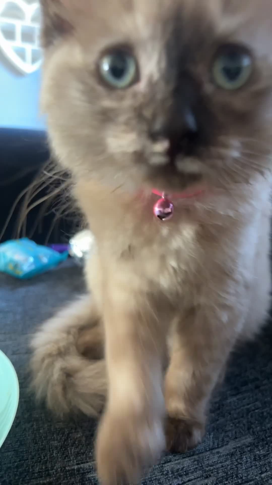 Ragdoll cats for sale: 2 year old beautiful ragdoll female  - Video 2