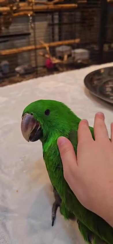 Parrots birds for sale: Baby cute tame eclectus in Greenford - Video 2