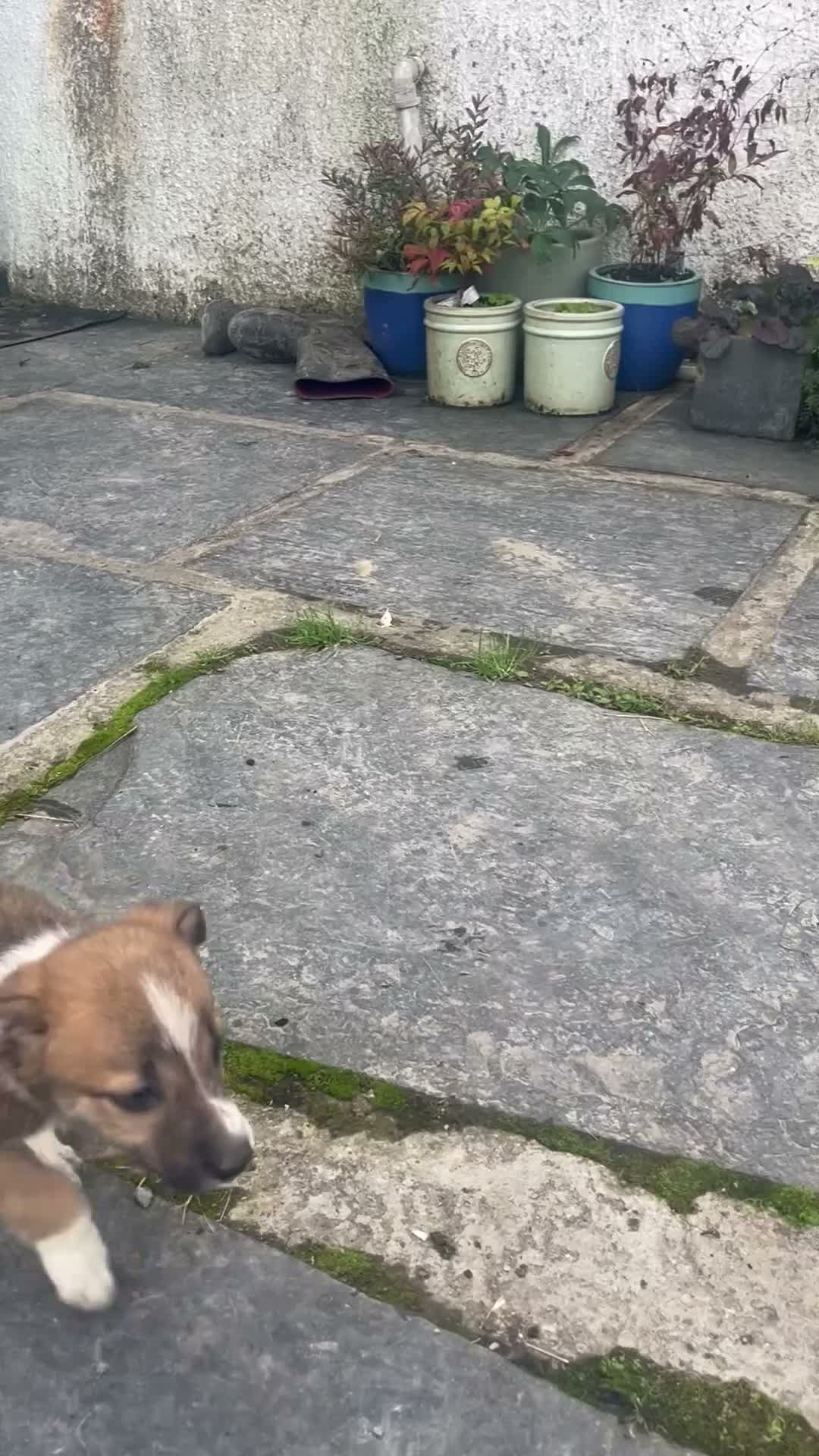 Mixed Breed dogs for sale: Welsh Collie Pups  - Video 1
