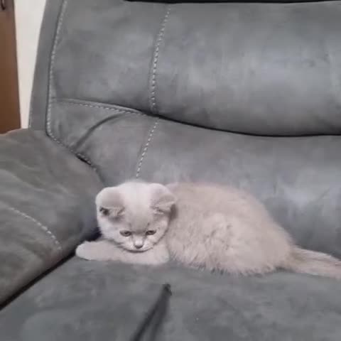 British Shorthair cats for sale: Lilac British Shorthair  - Video 2