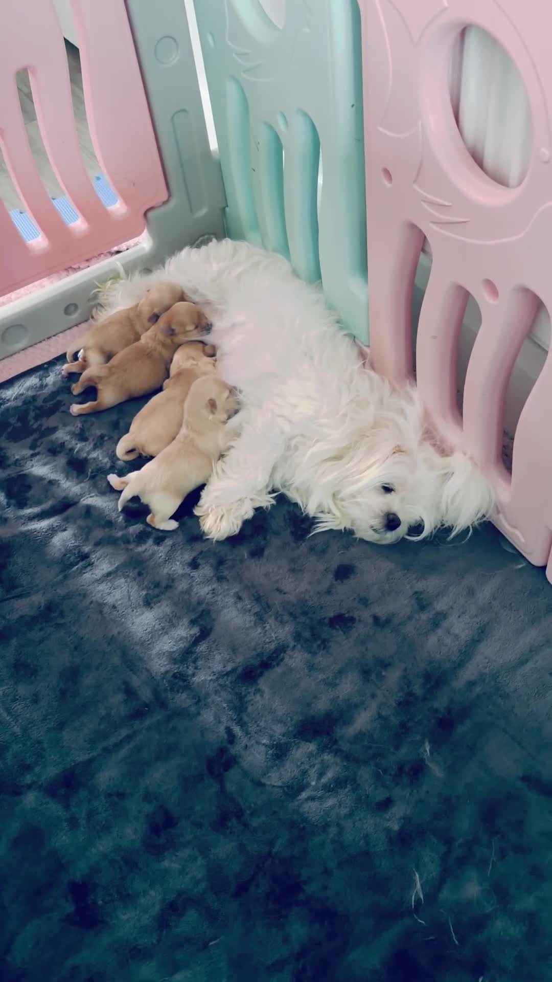 Maltipoo dogs for sale: F1 Korean multipoo babies, health tested  - Video 1