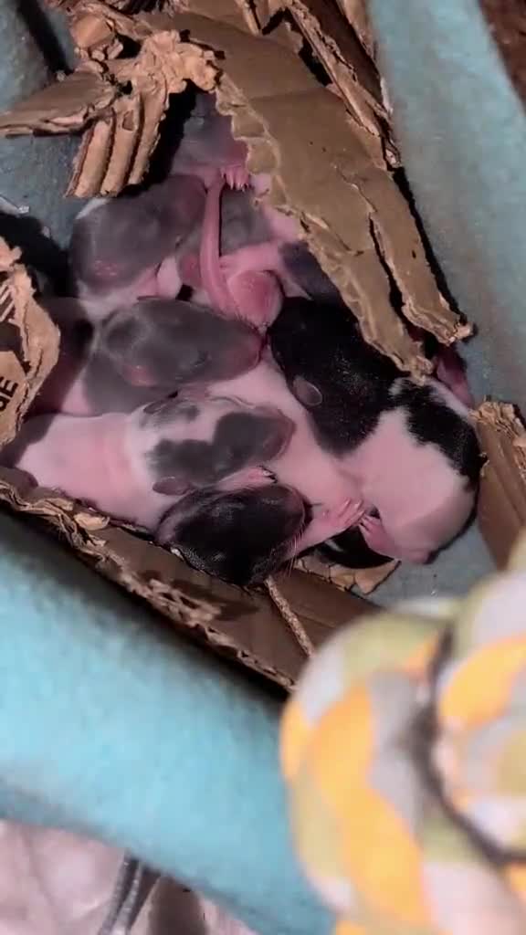Rat rodents for sale: Baby rats for sale  - Video 2