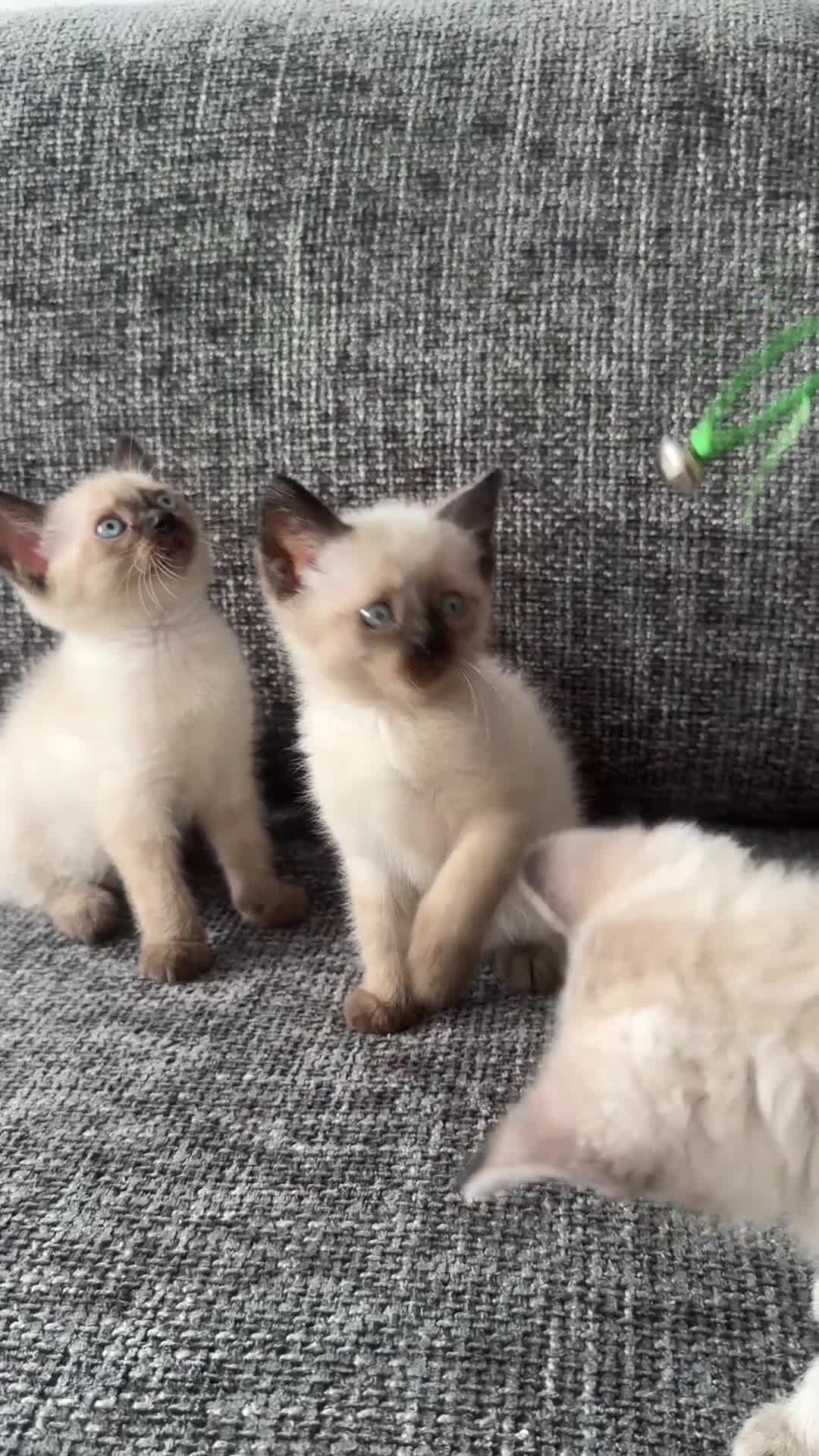 Mixed Breed cats for sale: Devon Rex x Siamese Kittens Ready End of June - Video 2