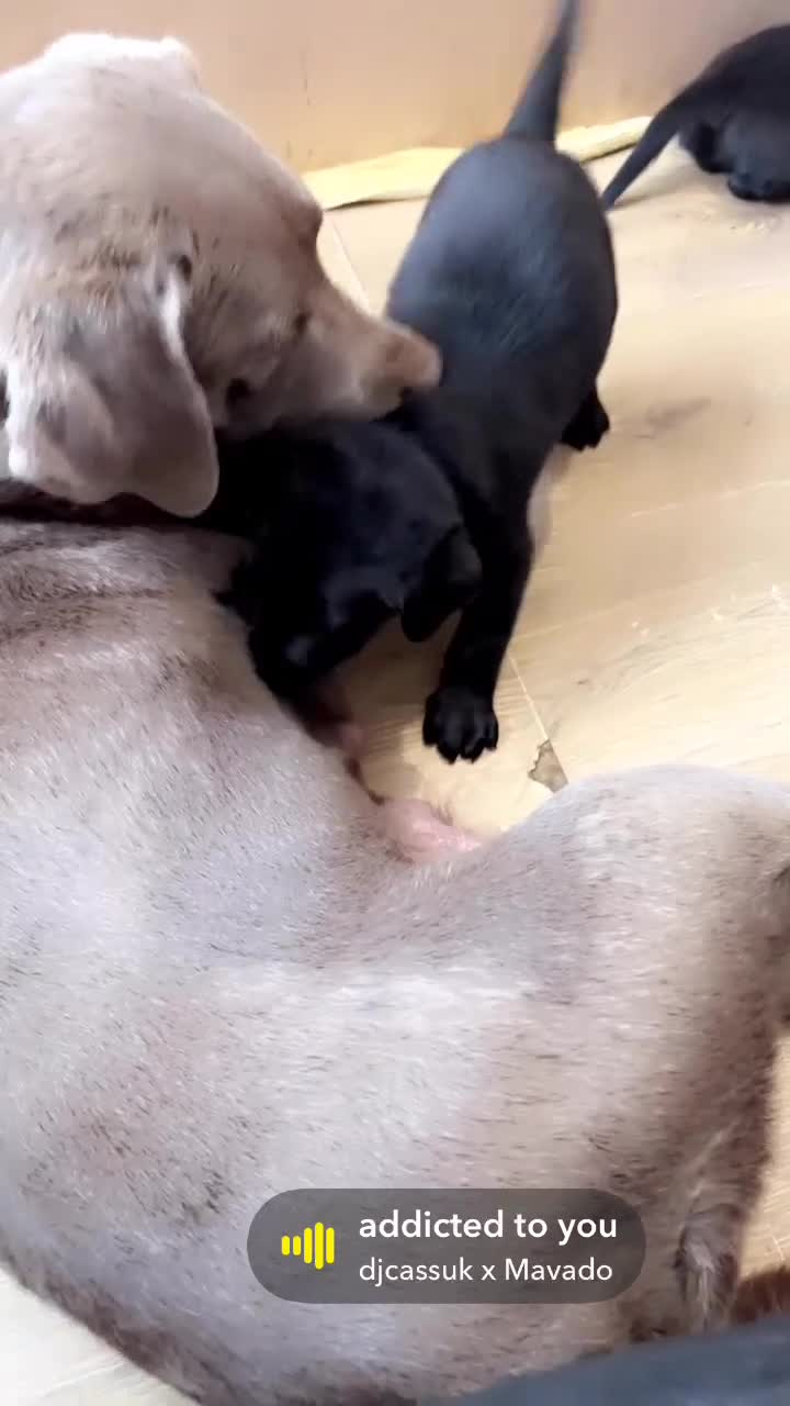 Labrador Retriever dogs for sale: 5 BLACK KC REGISTERED LABRADORS FOR SALE  - Video 1