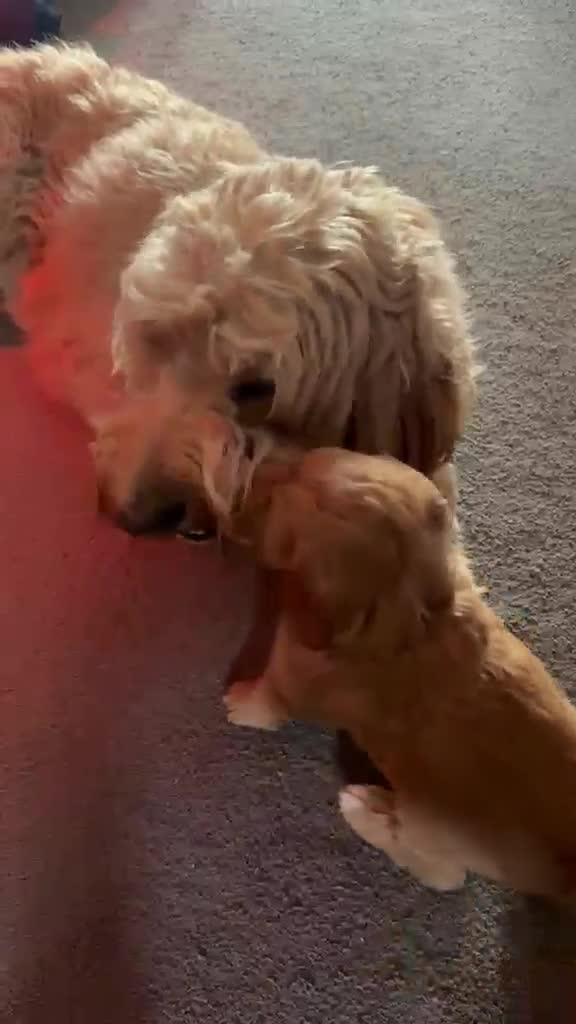 Mixed Breed dogs for sale: Australian doubledoodles  - Video 1