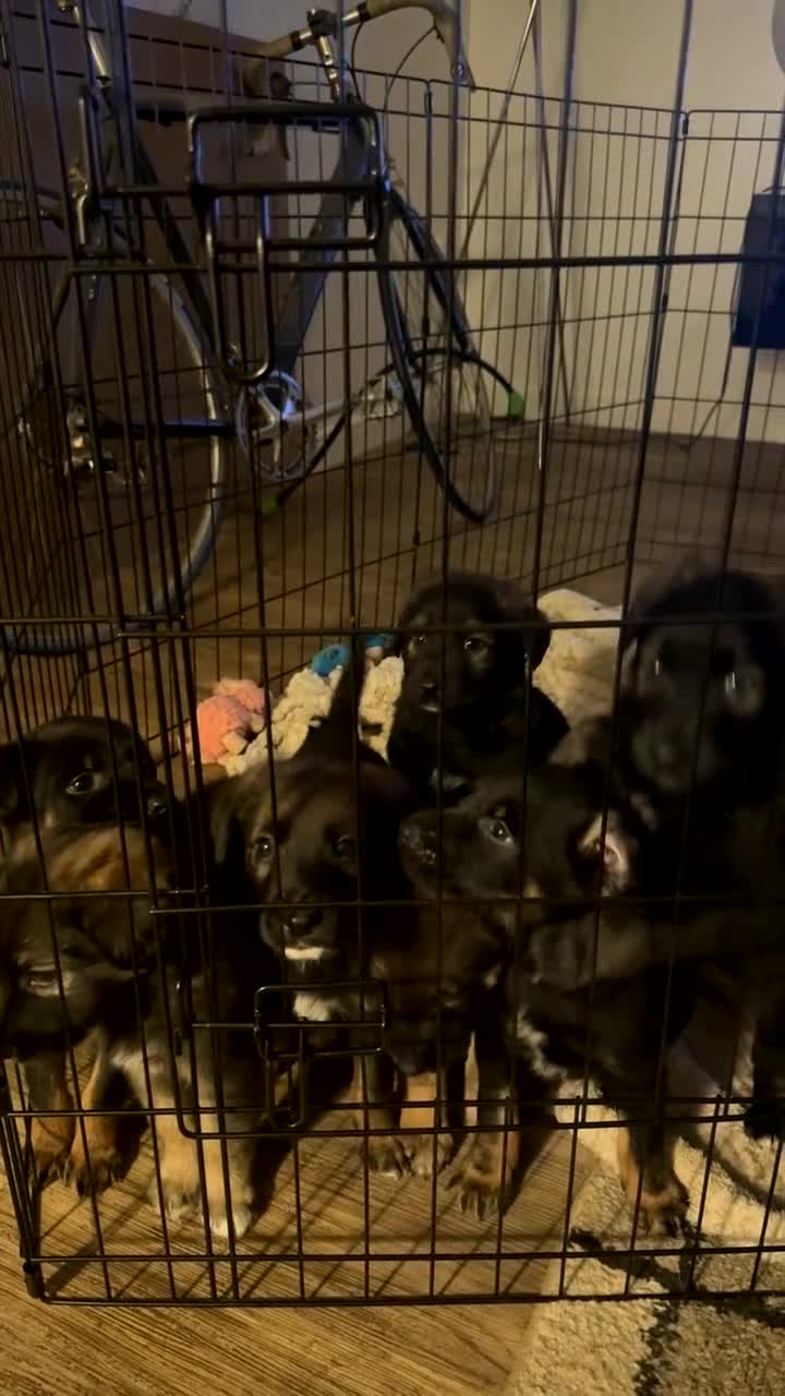 Mixed Breed dogs for sale: Puppies German Shepherd x Saluko x Dutch Harder - Video 1