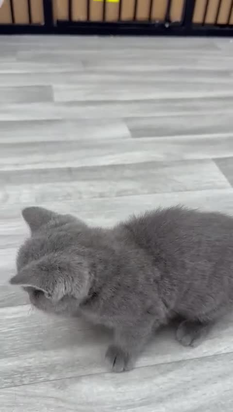 British Shorthair cats for sale: 4 Blue Striped Spotted British shorthair kittens - Video 1