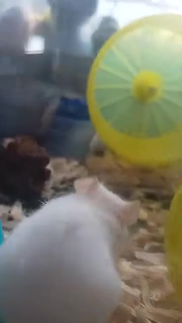 Hamster rodents for sale: ❤❤❤  BABY SYRIAN HAMSTERS ❤❤❤ - Video 1