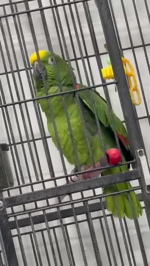 Macaws birds for sale: Accrington  - Video 1