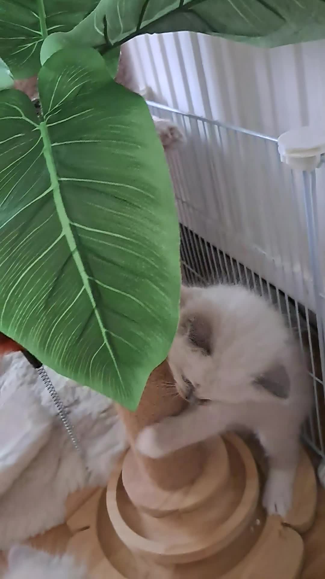 Ragdoll cats for sale: Agilamour kittens GCCF registered  - Video 3