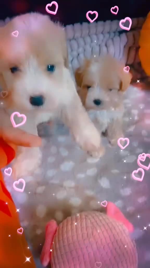 Maltipoo dogs for sale: Beautiful Maltipoo puppies for sale 🐶❤️ - Video 2