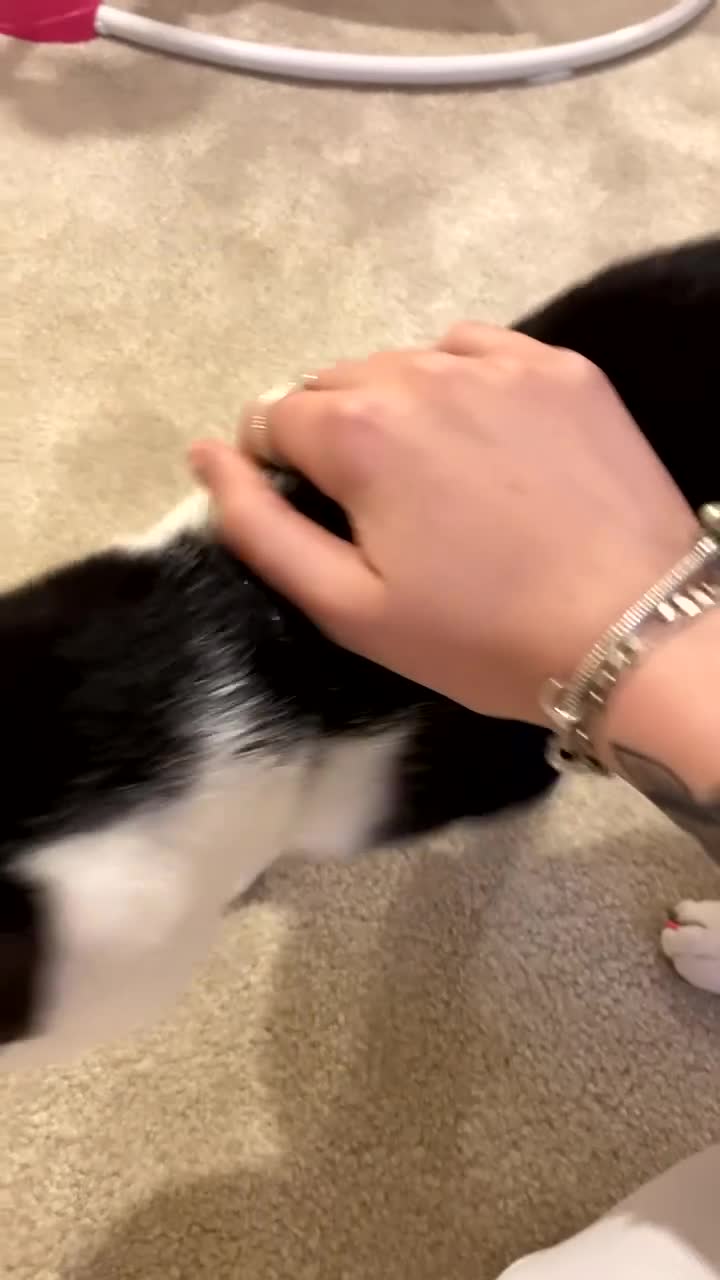 Mixed Breed cats for sale: 5 months old cat URGENT NEED OF HOME  - Video 2