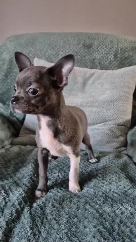 Chihuahua dogs for sale: ❤️Amazing KC Chihuahua Puppies - Video 1