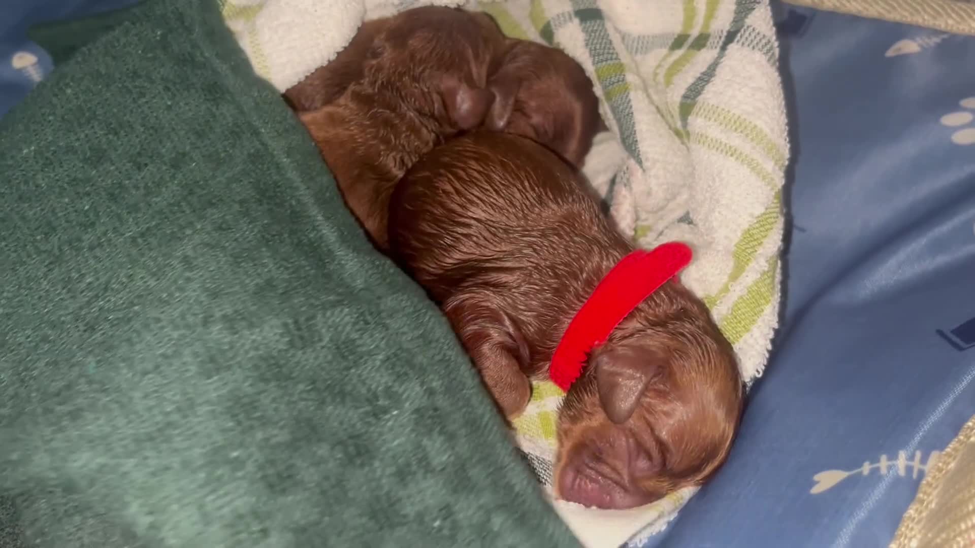 Cockapoo dogs for sale: Red Cockapoo 🐶 F1B looking for loving home 🥰 in London - Video 1