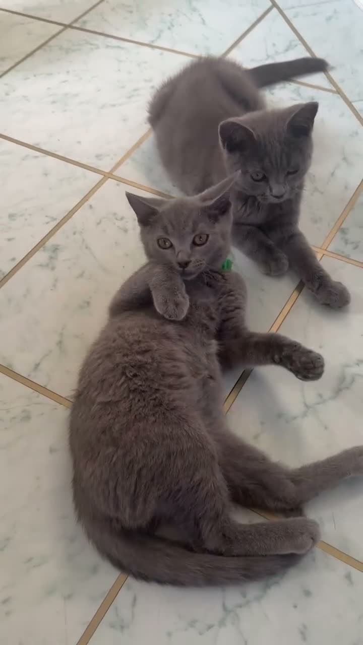British Shorthair cats for sale: Gorgeous British shorthair 💙💙 - Video 1