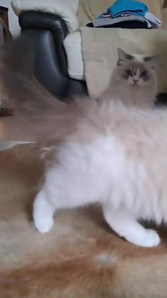 Ragdoll cats for sale: 💠Handsome FiFe Reg Ragdoll boy💠RESERVED - Video 4