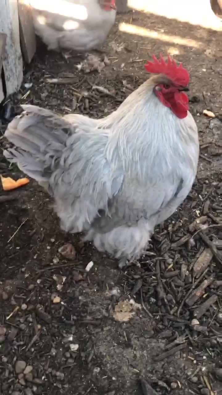 Chickens poultry for sale: Orpington  - Video 2