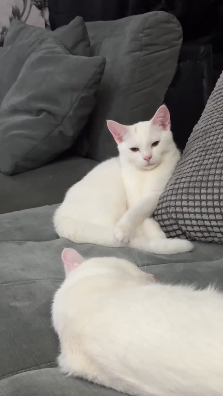 British Shorthair cats for sale: Kitten for sale . - Video 1